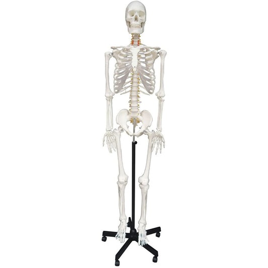 Human sized skeleton