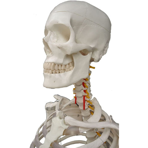 Human sized skeleton