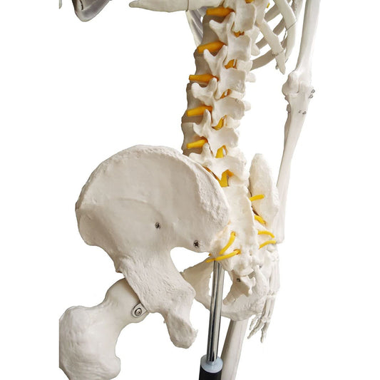 Human sized skeleton