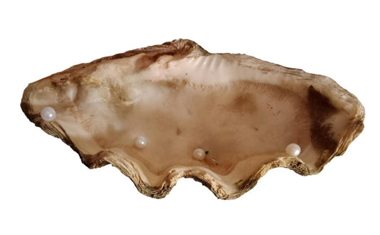 Summer decoration - Shell centerpiece