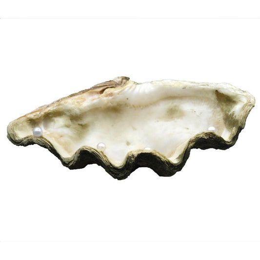 Summer decoration - shell centerpiece